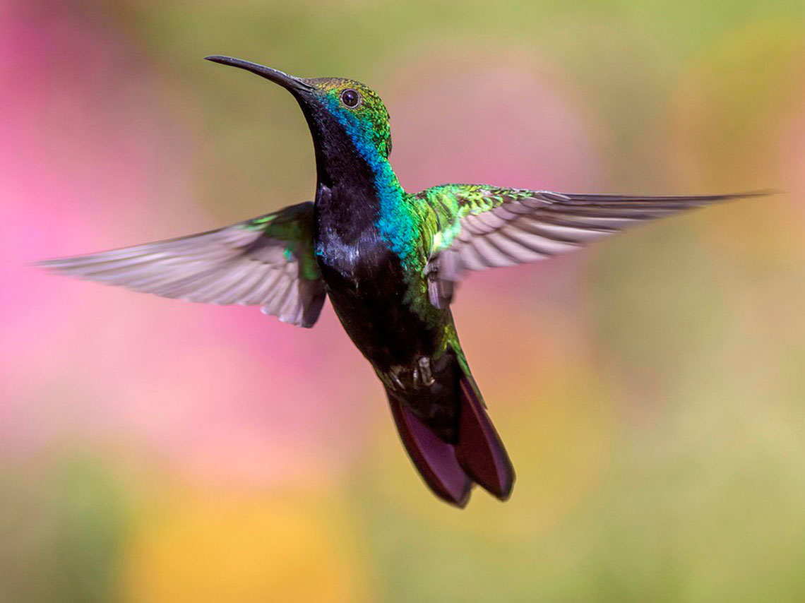 La UNAM crea un jardines para colibríes en CDMX para protegerlos, monitorearlos y ayudarlos en su misión polinizadora colibri de colores