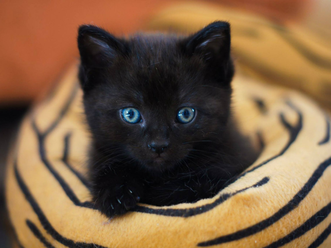Under Cat 2018: habrá adopciones de gatos negors