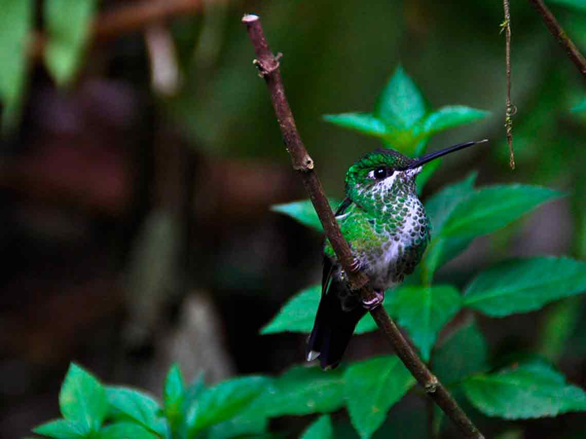 La UNAM crea un jardines para colibríes en CDMX para protegerlos, monitorearlos y ayudarlos en su misión polinizadora verde