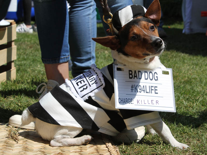 Dog Lovers. Perrito disfrazado de asesino.