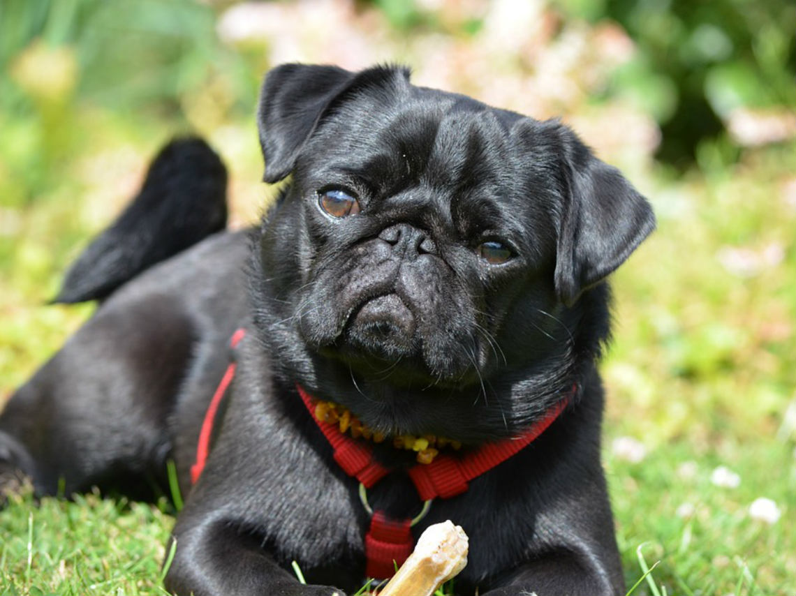 cuarta-reunion-masiva-de-pugs-sorpresas