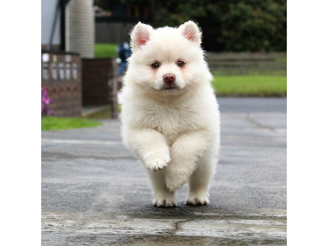 dog running cdmx perro corriendo