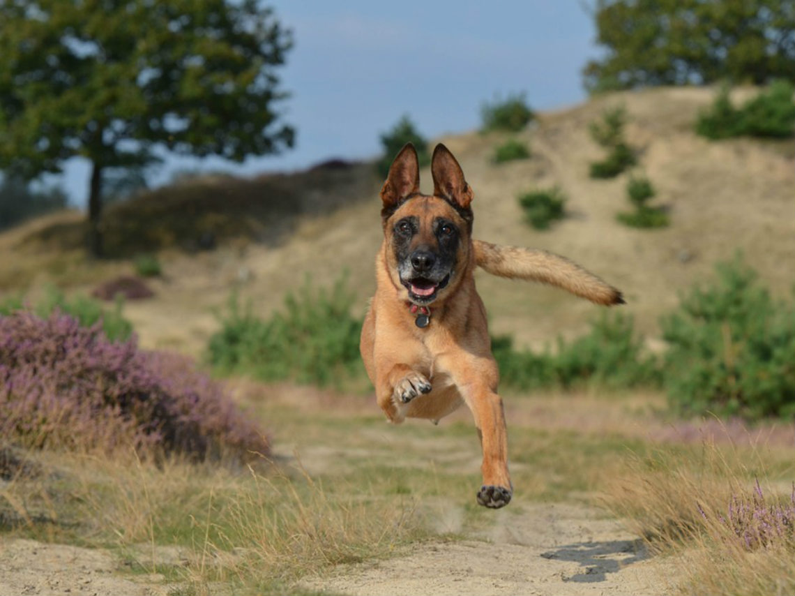 dog running cdmx razas grandes