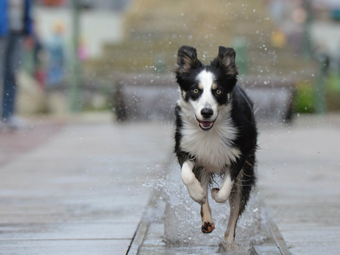 dog running cdmx razas medianas