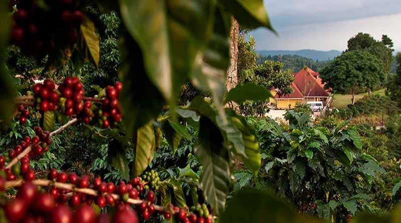 finca-hamburgo-chiapas-las-tres-rutas-del-cafe-disfruta-estas-maravillas
