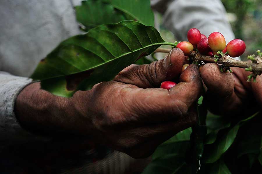 Las tres mejores rutas del café; disfruta de estas maravillas