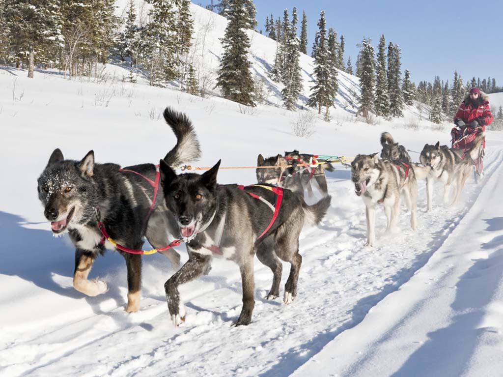 Dog sledding with Uncommon Journeys near Whitehorse in the Yukon, Canada.