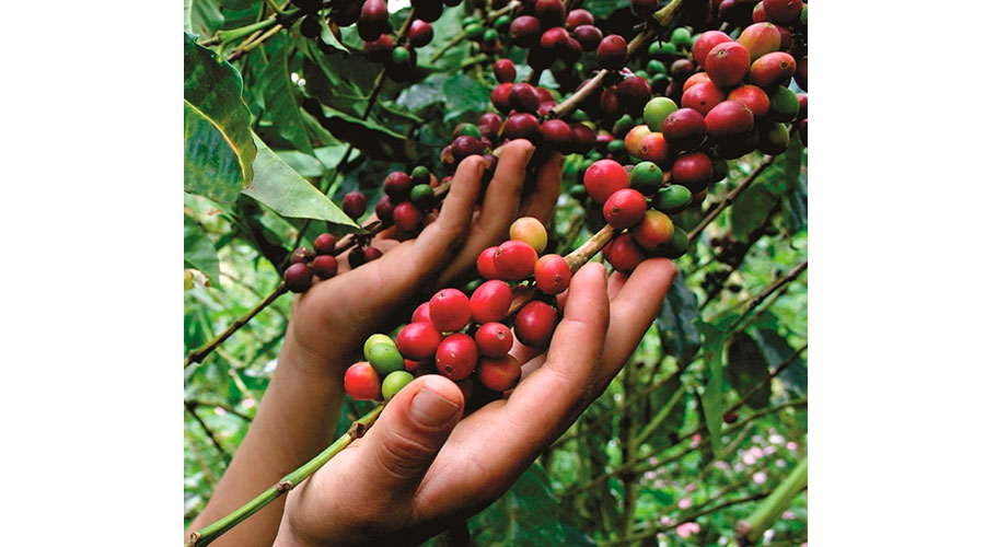 Café mexicano: conoce cuales son lo que se producen en nuestro país