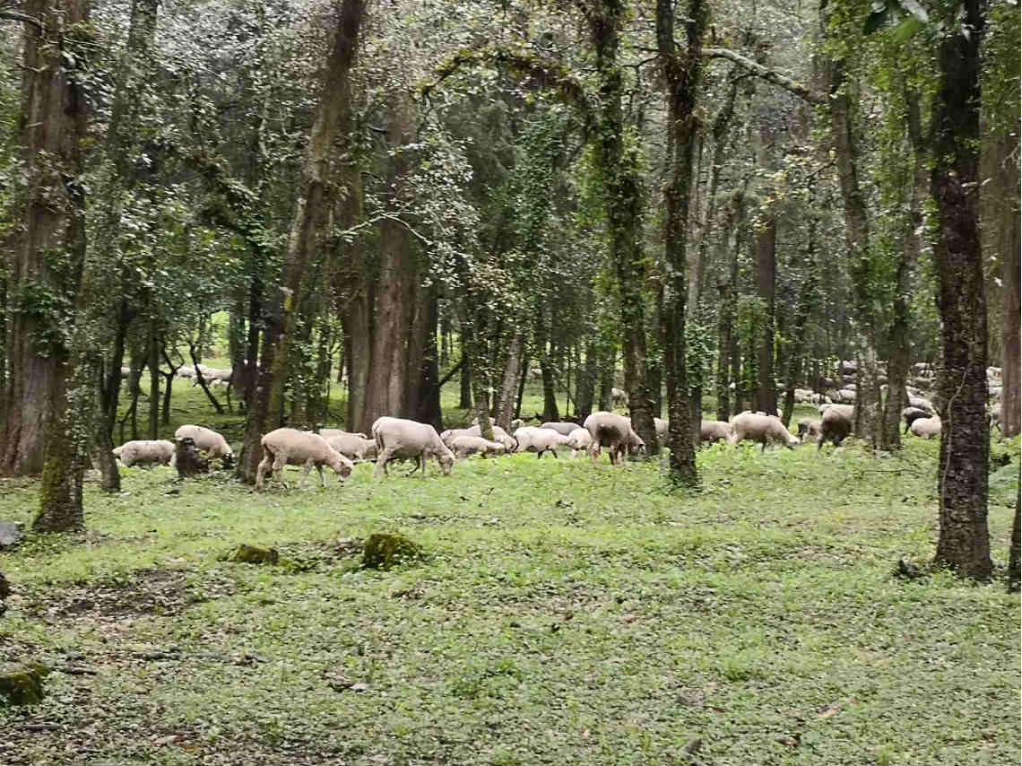 Árboles de Navidad en Amecameca borregos