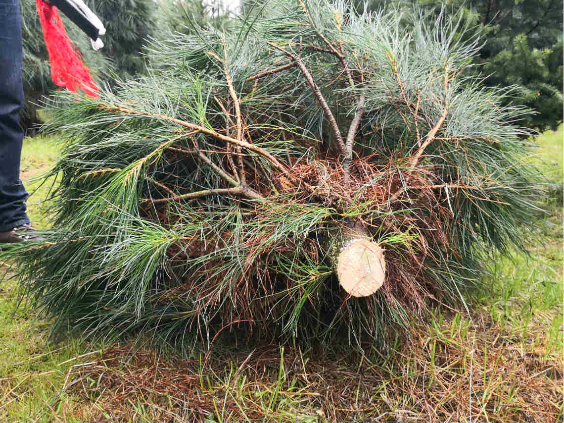 Árboles de Navidad en Amecameca córtalo tú mismo