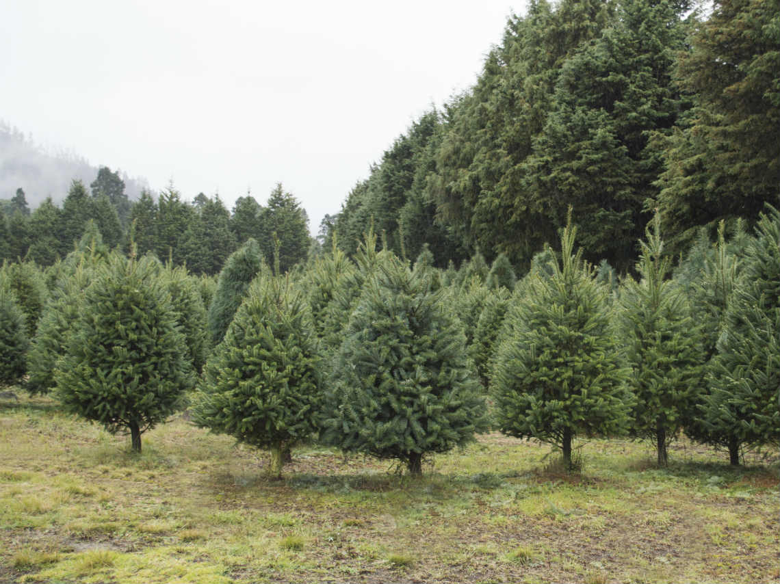 Árboles de Navidad en Amecameca