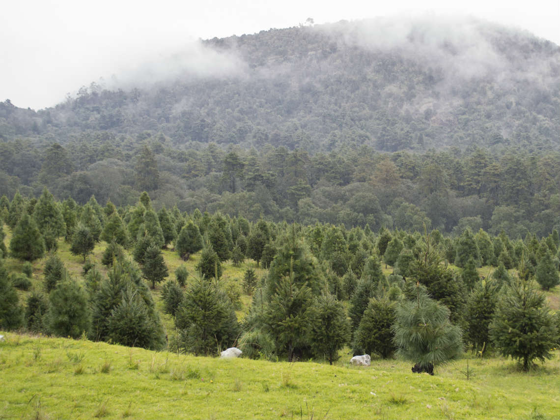 Árboles de Navidad en Amecameca paisaje