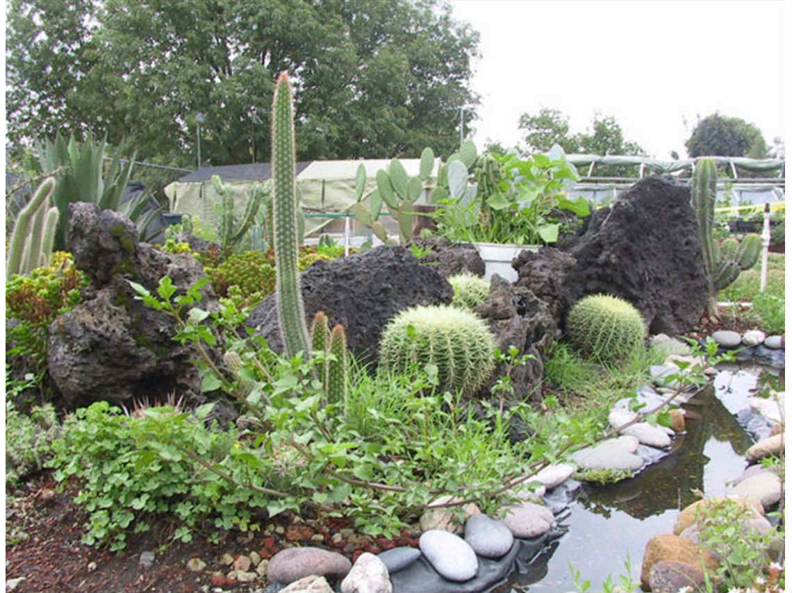 Conoce Los Pinos jardín botánico