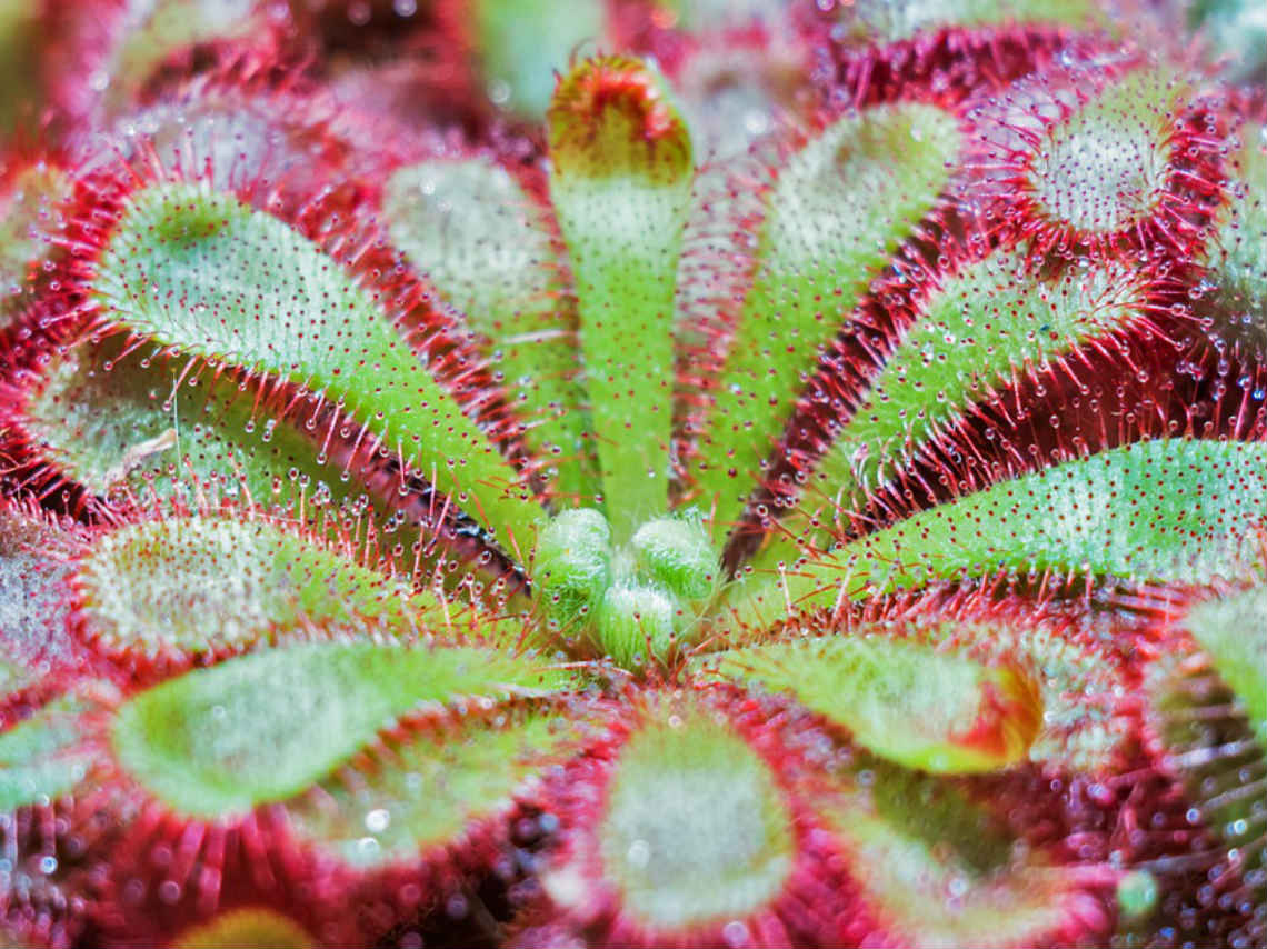 Plantas Carnívoras y Piedras Vivientes cuidados