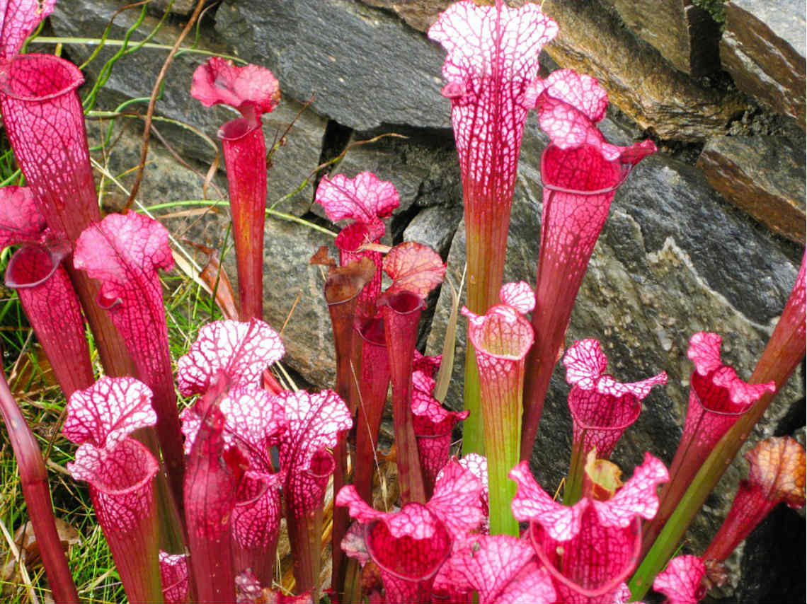 Plantas Carnívoras y Piedras Vivientes exoticas