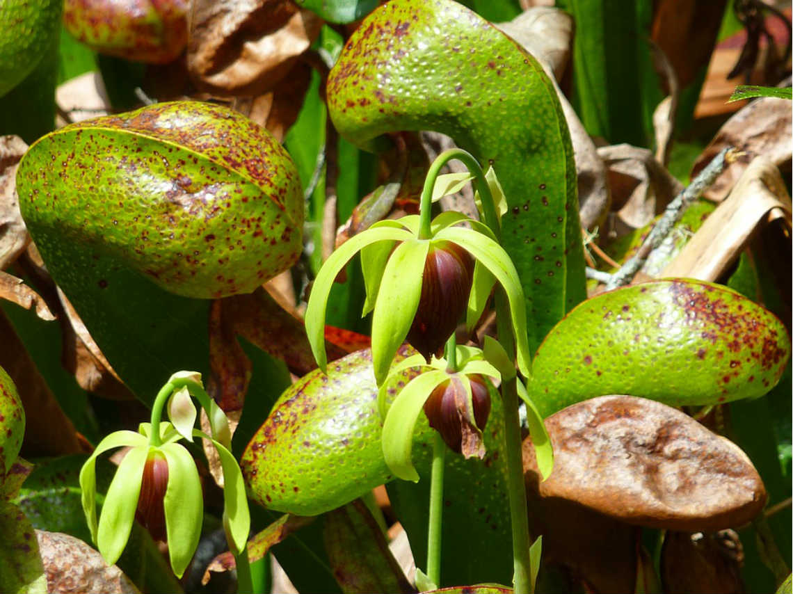 Plantas Carnívoras y Piedras Vivientes preservacion