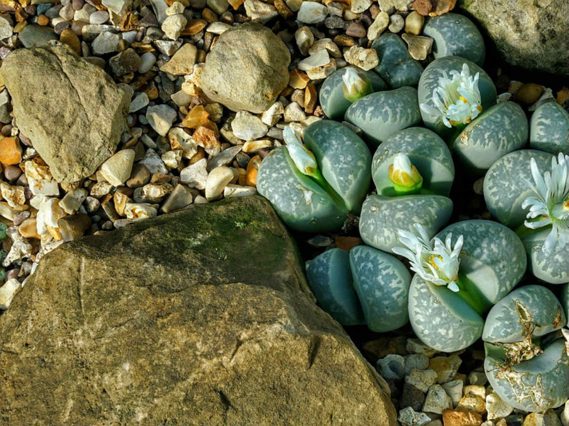 Plantas Carnívoras y Piedras Vivientes: ¡aprende todo en estos talleres!