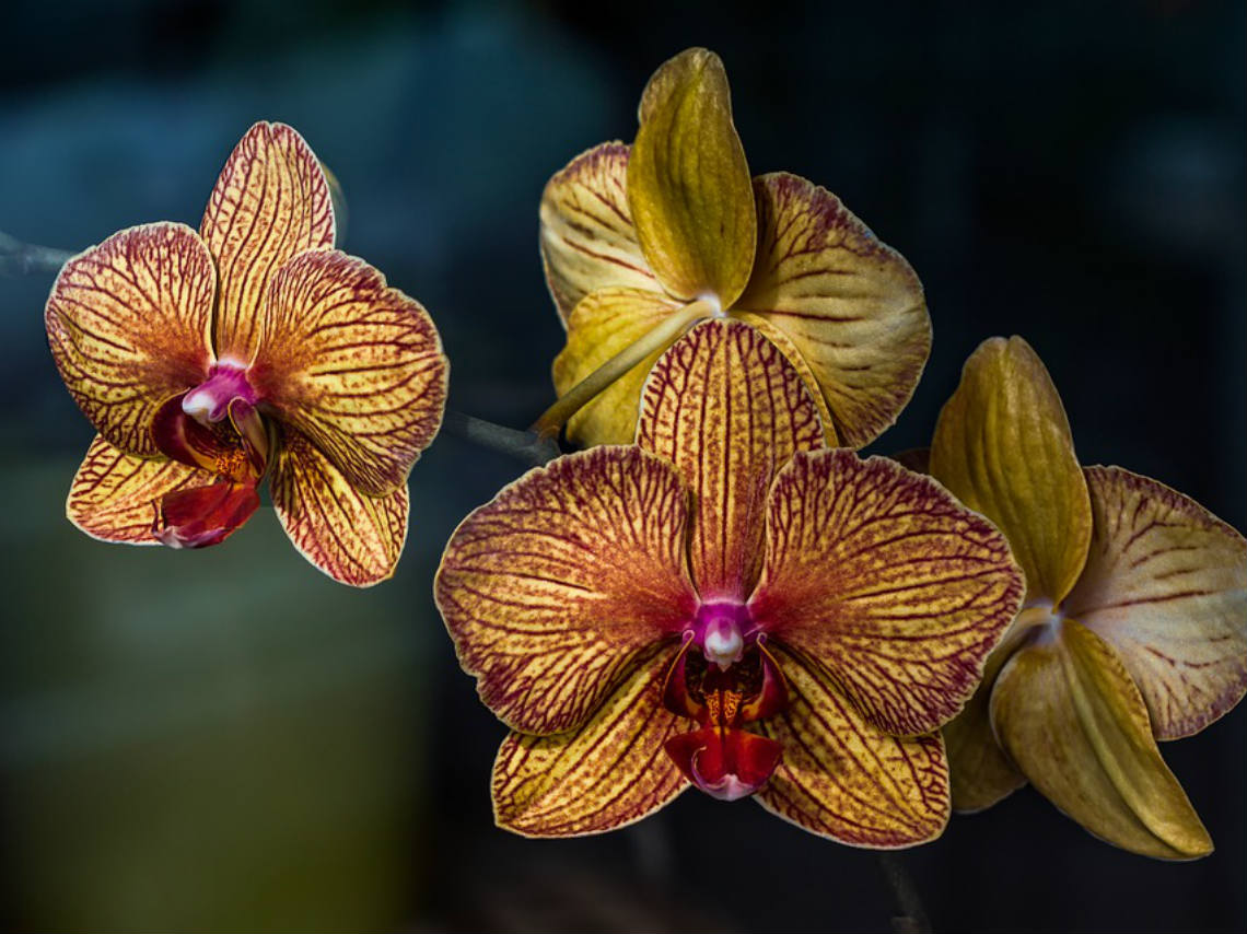 Taller de Orquídeas en CDMX amarillas