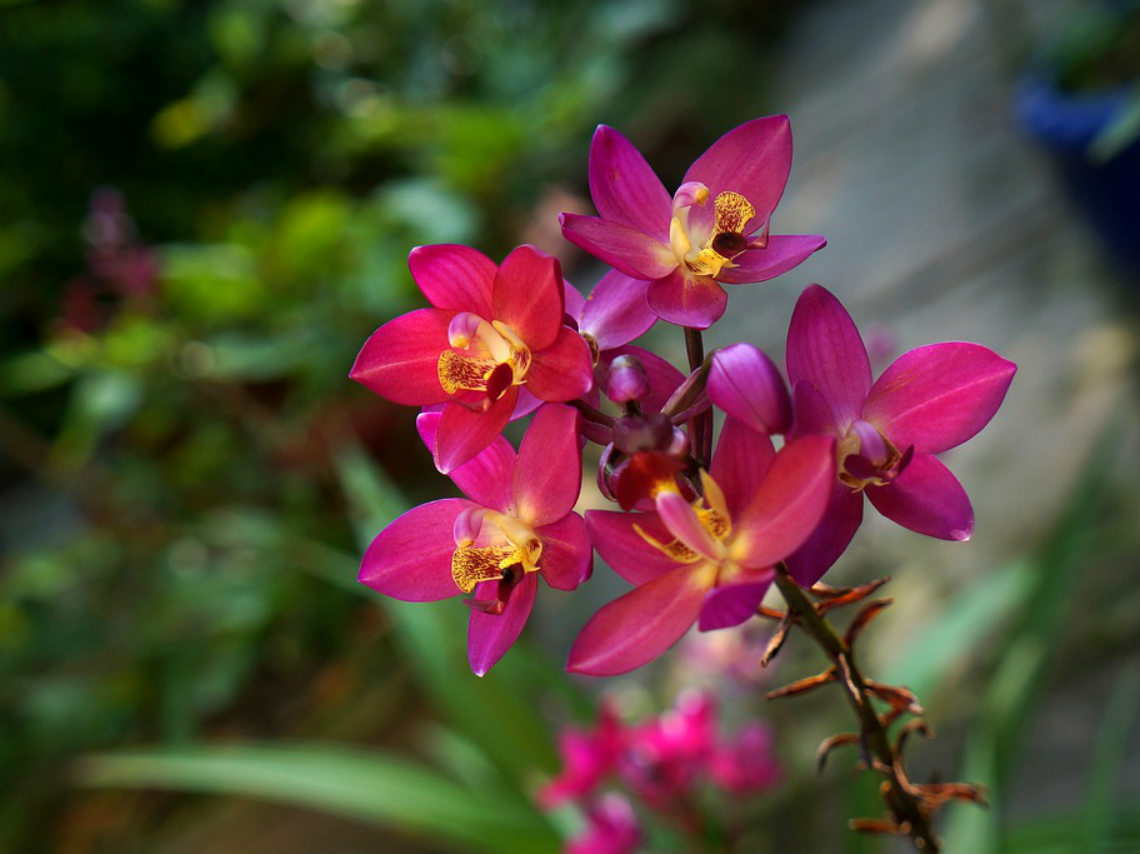 Taller de Orquídeas en CDMX cuidados