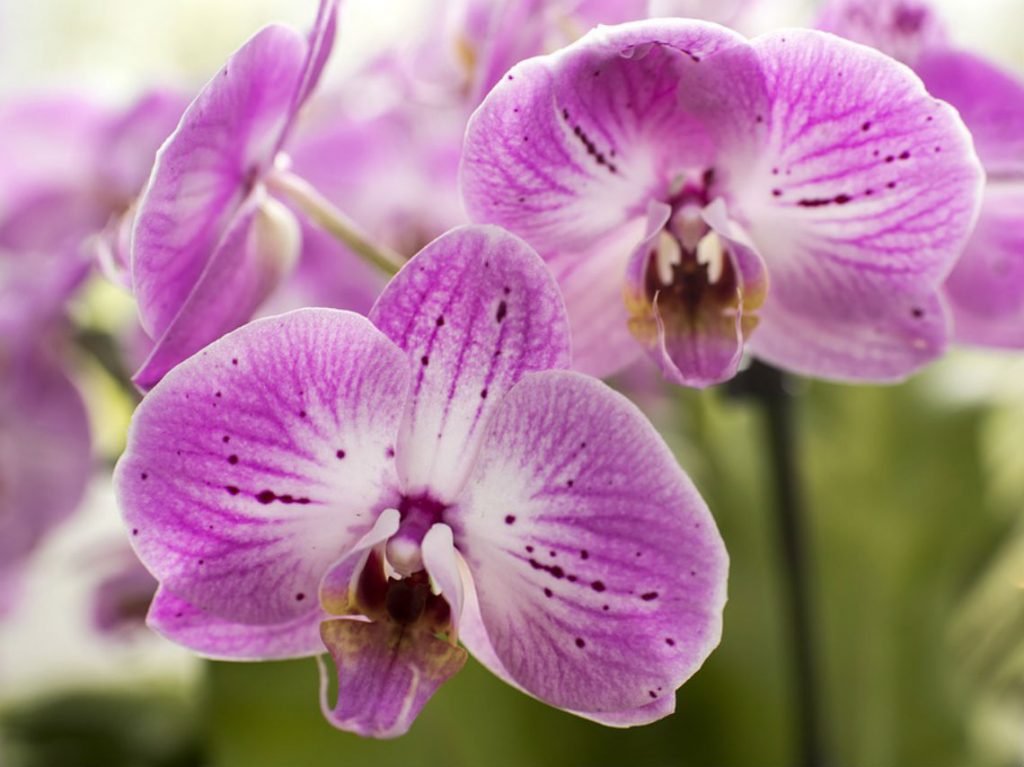 Taller de Orquídeas en CDMX especies