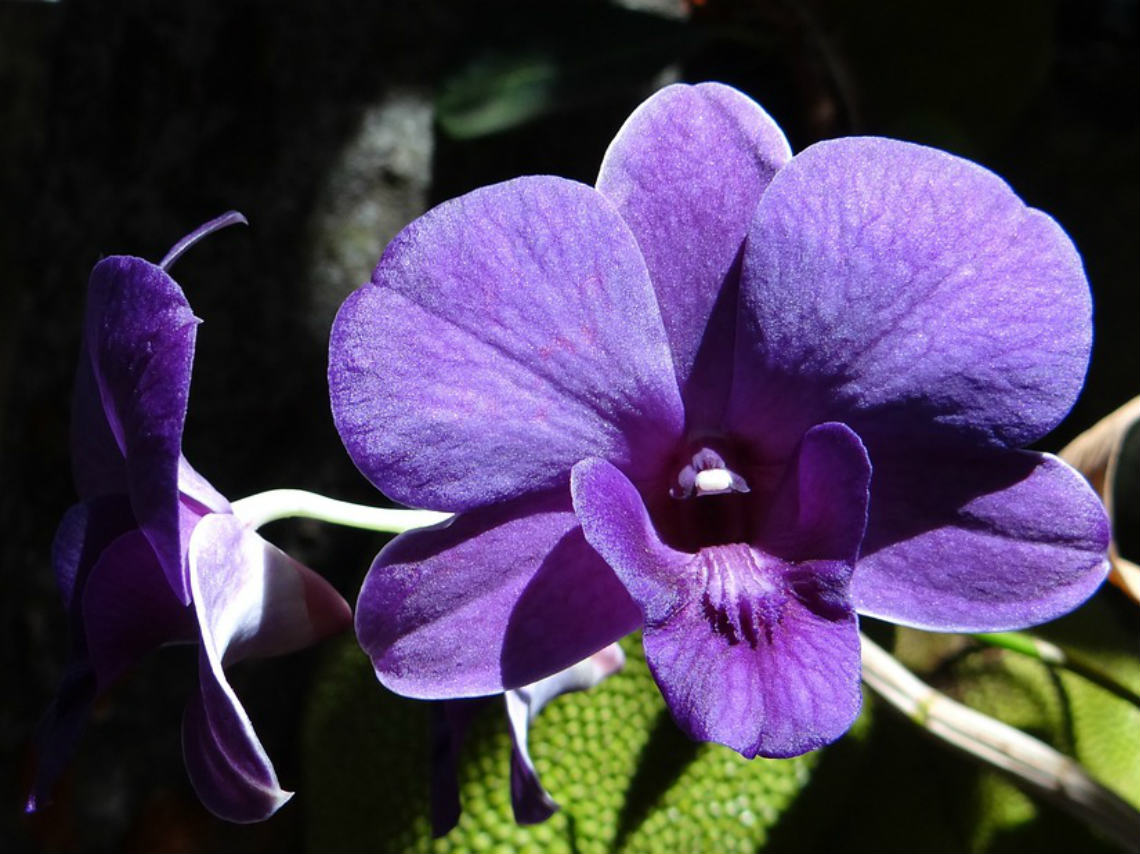 Taller de Orquídeas en CDMX: aprende todo sobre su cuidado 2