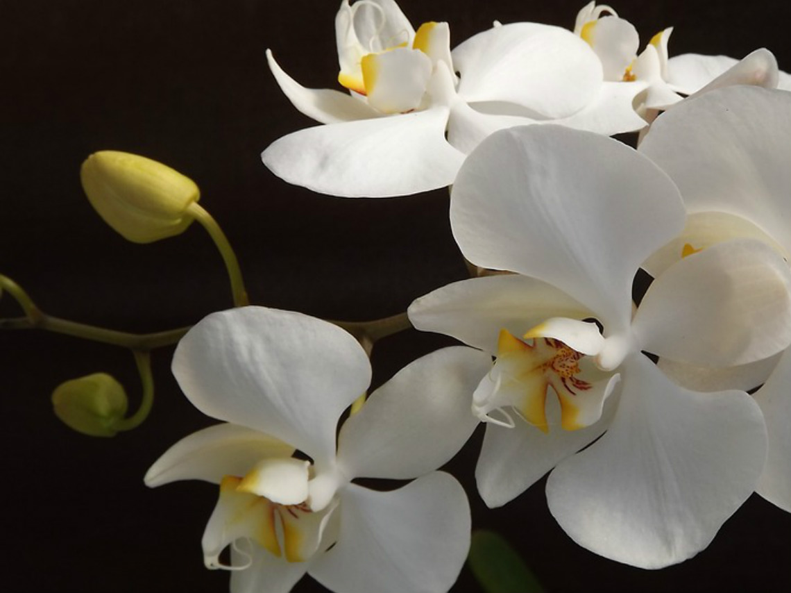 Taller de Orquídeas en CDMX plantas blancas