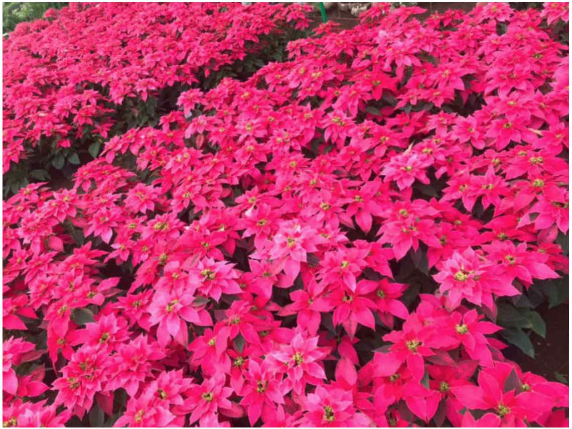 Jardín Navideño en el Zócalo de CDMX nochebuenas