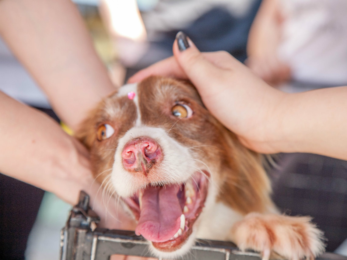 Festival Navideño de Adopciones: ¡Encuentra a tu nueva mascota! 0
