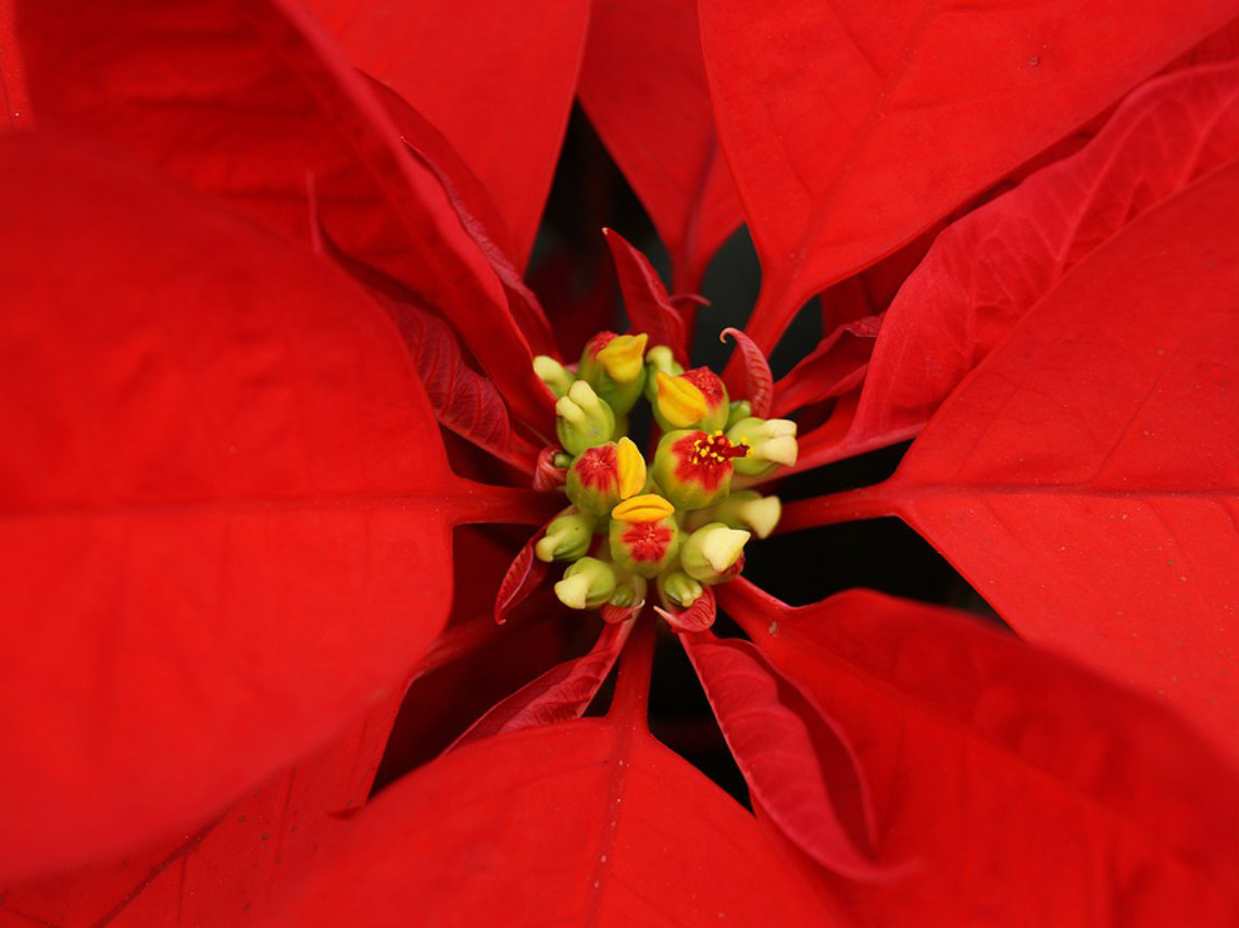 Feria de la Nochebuena en CDMX flor roja