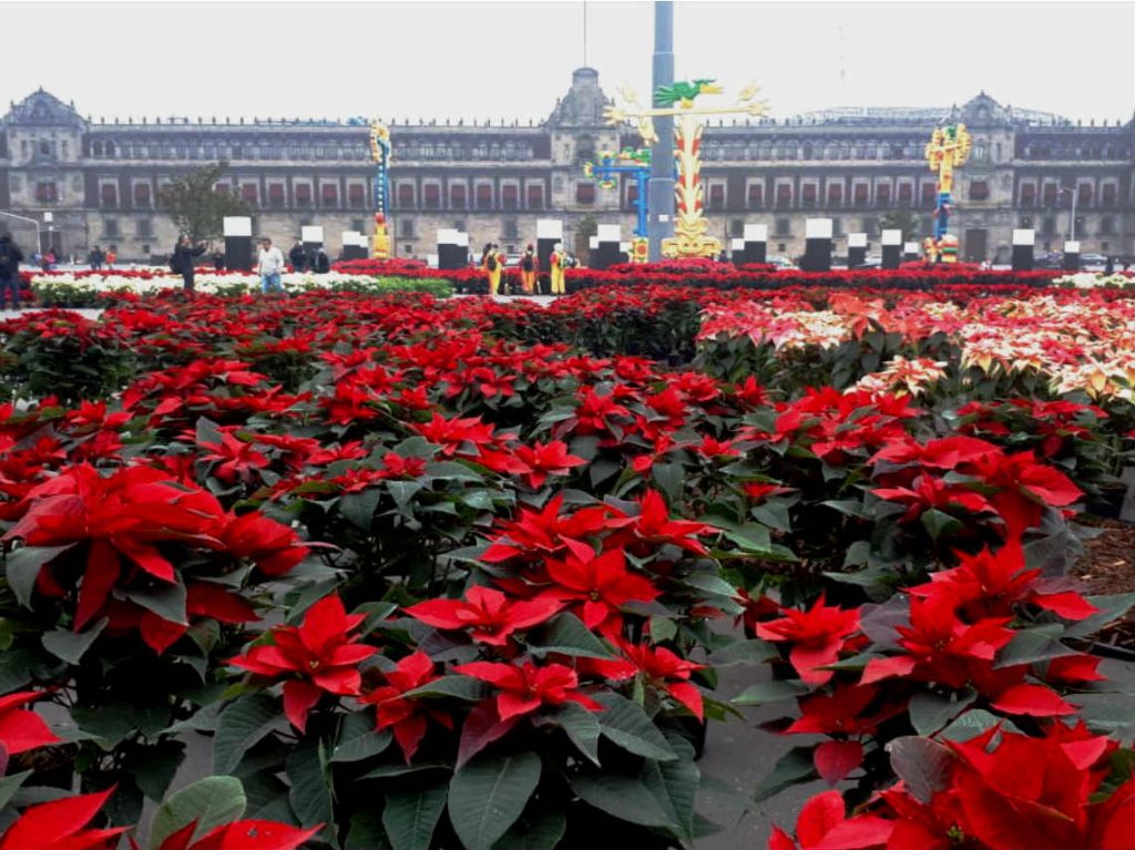 Jardín Navideño en el Zócalo de CDMX jardin