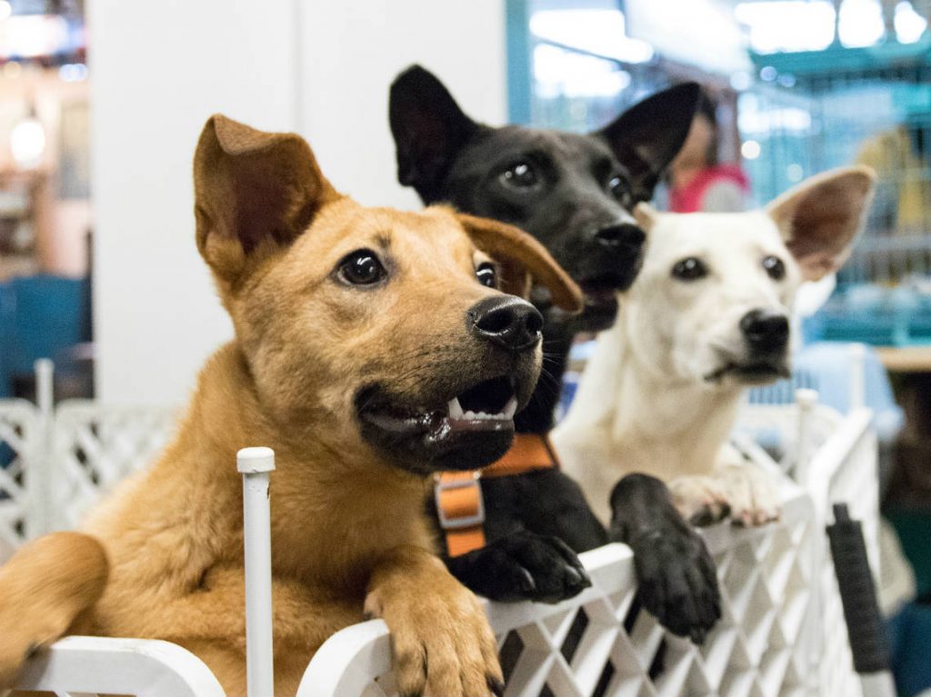 Festival Navideño de Adopciones: ¡Encuentra a tu nueva mascota!