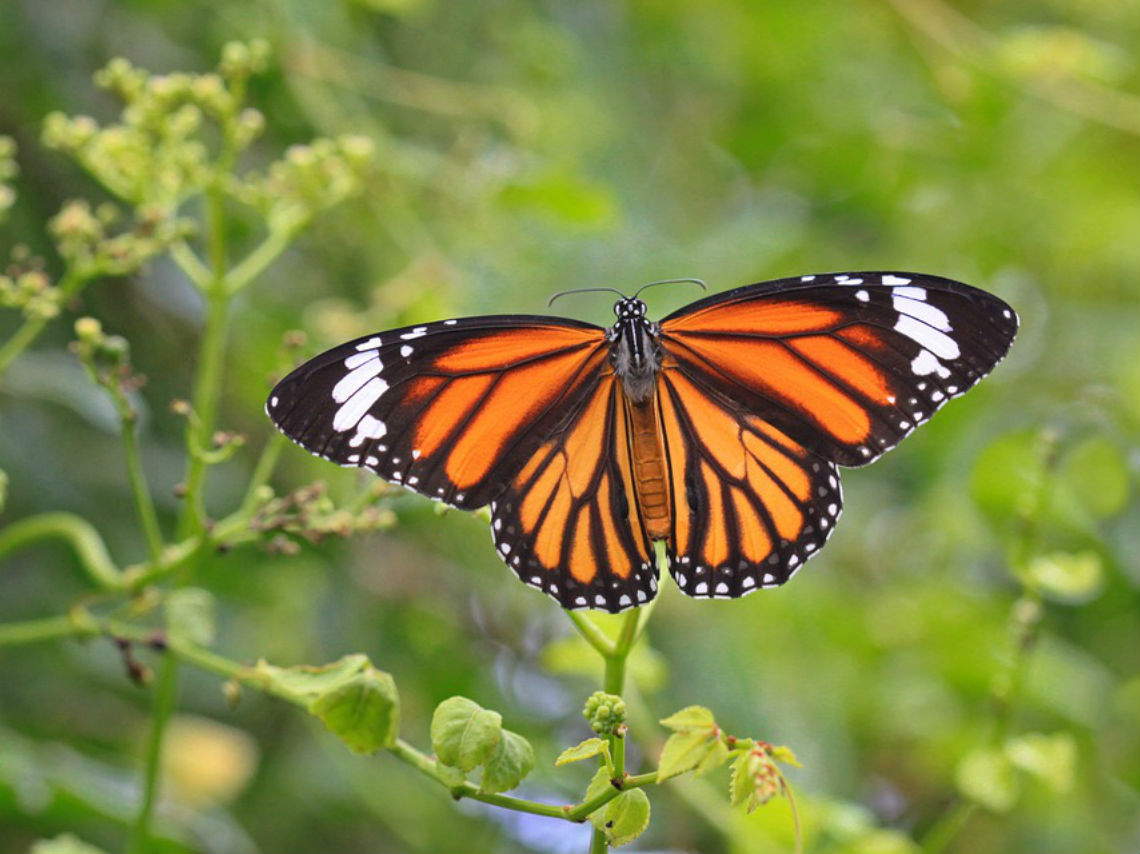 10 destinos imperdibles para viajar en 2019 mariposa
