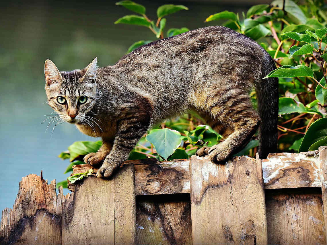 Gato Fest 2019: homenaje a gatos ferales