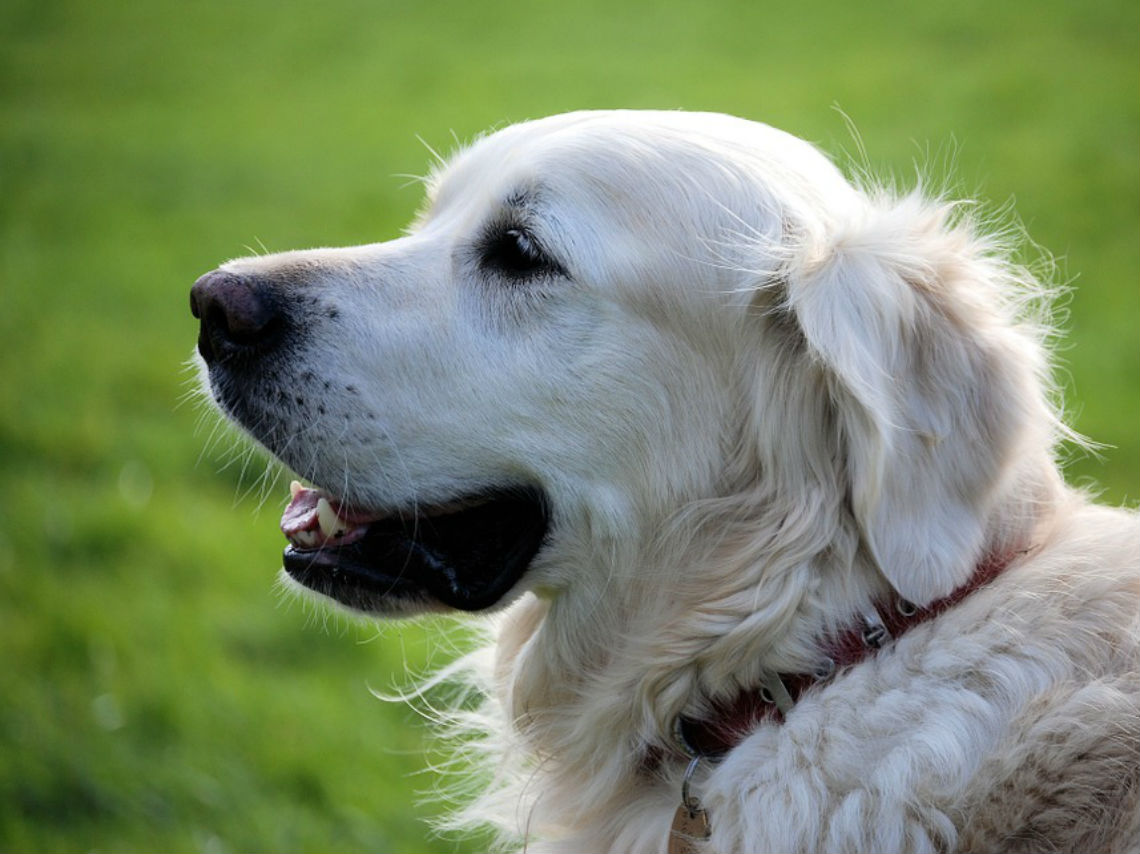 Lugares para encontrar el amor en CDMX perros