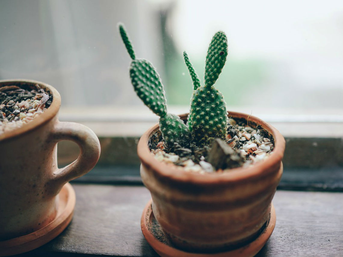 Adopta una planta en pareja cactus