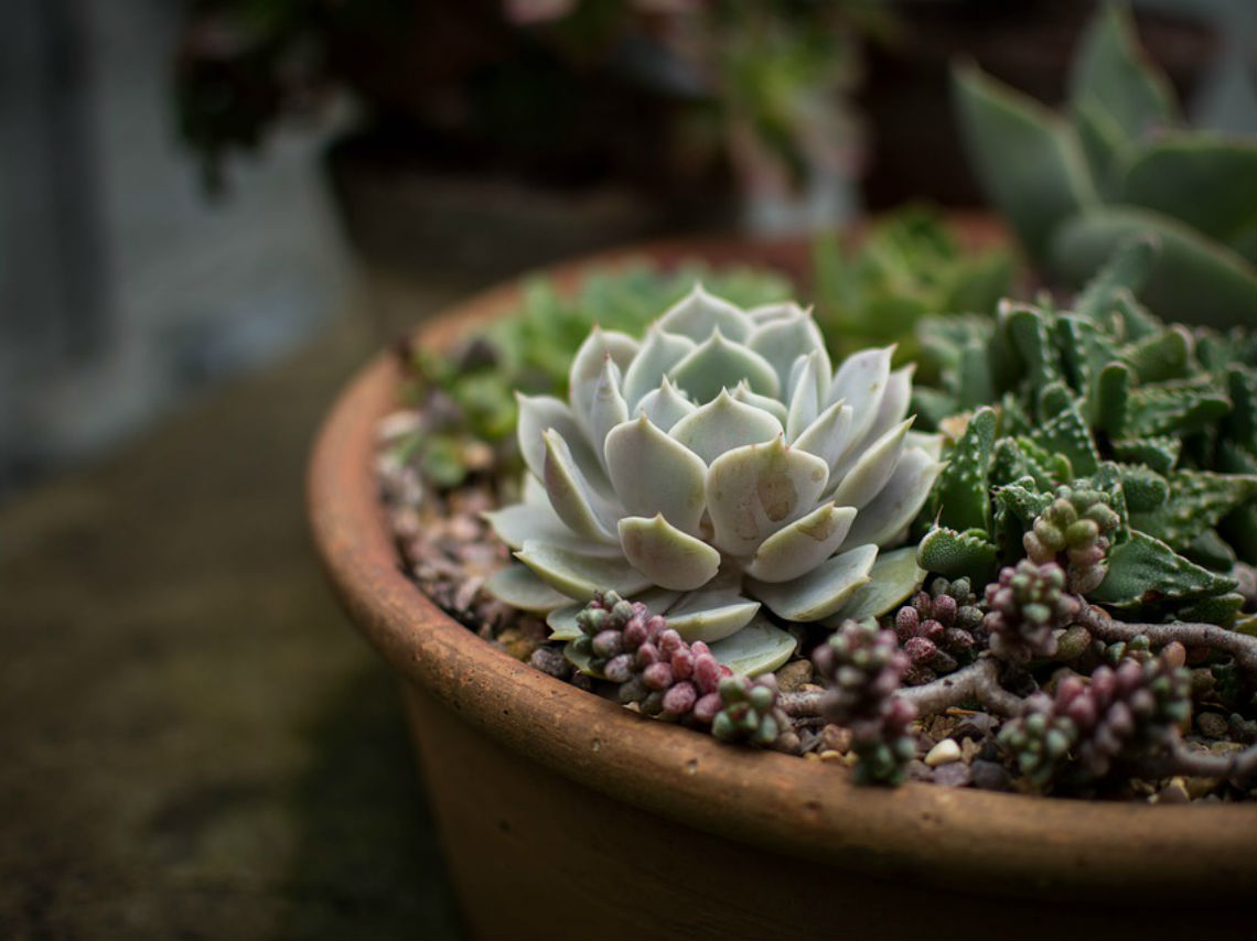 Adopta una planta en pareja plantas en peligro