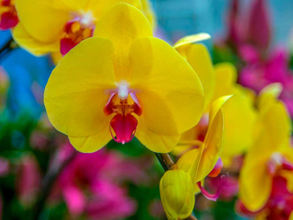 Feria de la Orquídea 2019 flores amarillas