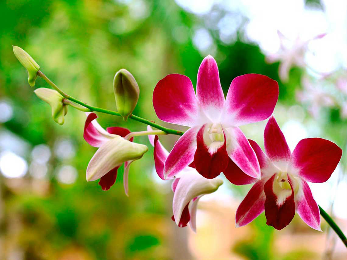 Feria de la Orquídea 2019 visita el museo