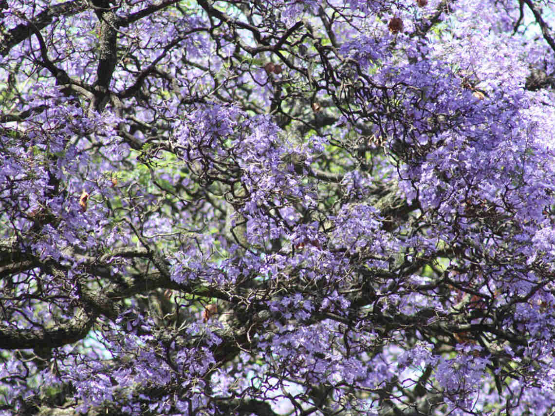 Lugares para ver Jacarandas en CDMX arboles 