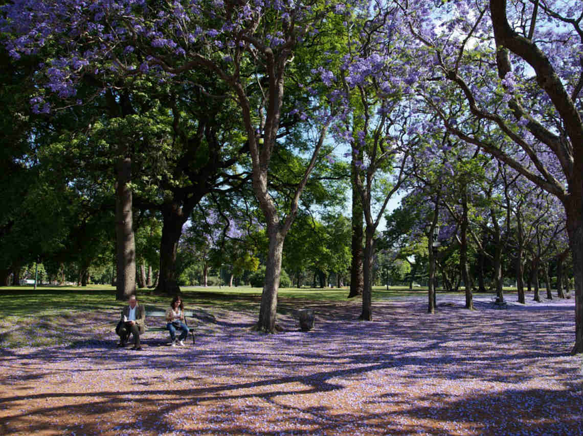 Lugares para ver Jacarandas en CDMX bosque