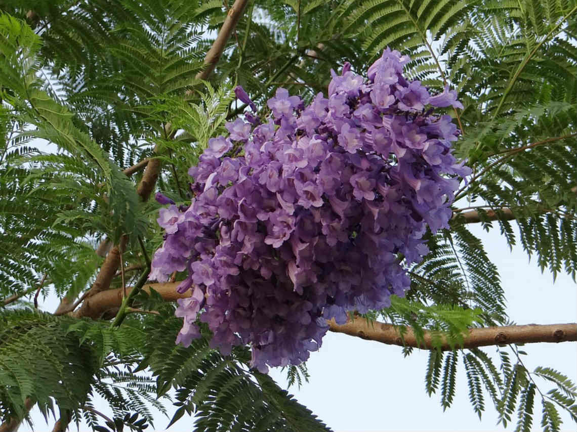 Lugares para ver Jacarandas en CDMX flor morada