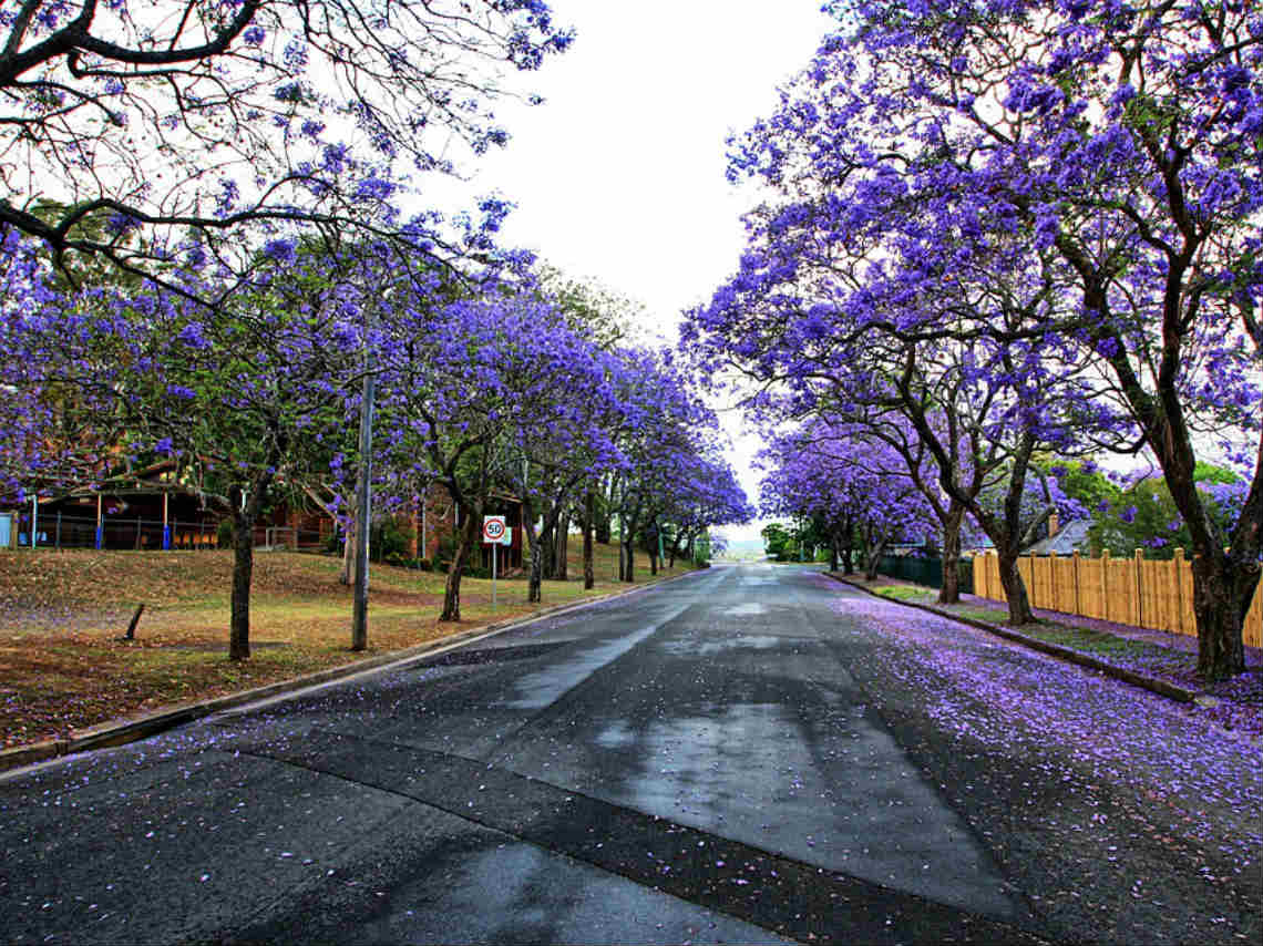 Lugares para ver jacarandas en CDMX: ¡corre a tomar muchas fotos! 0