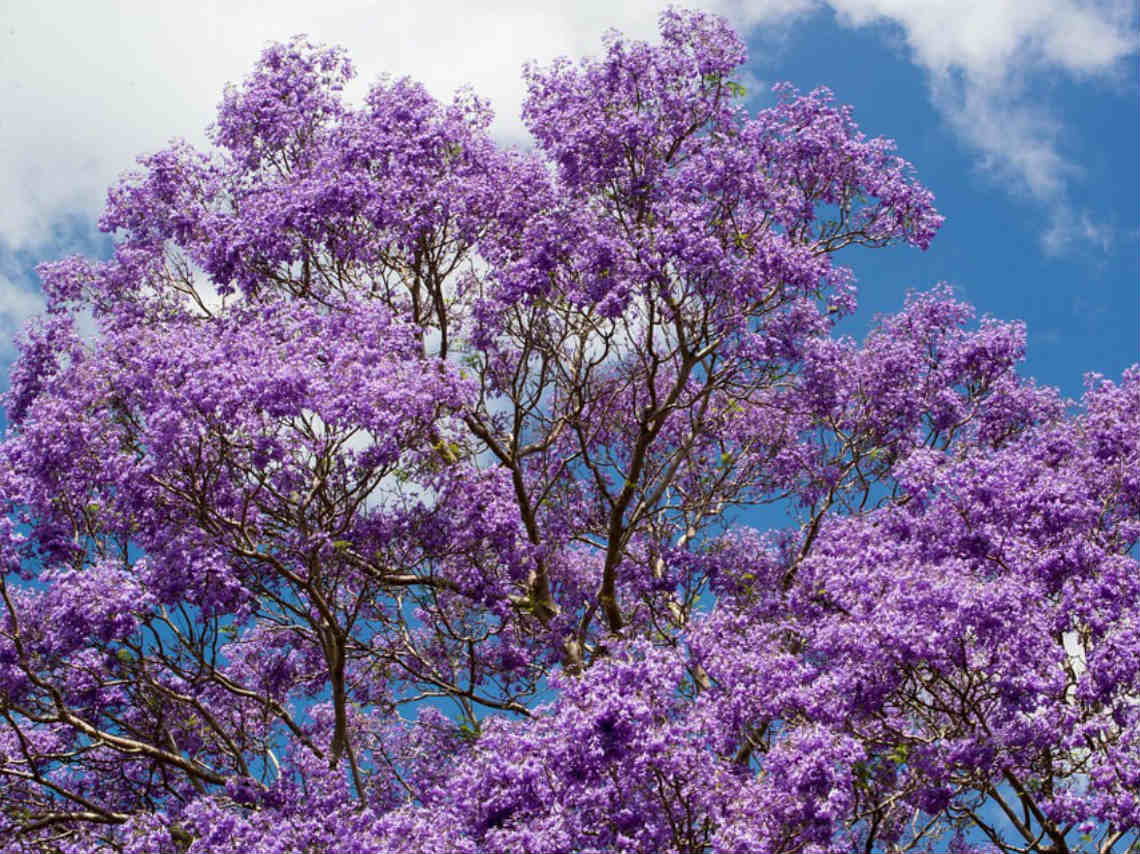 Lugares para ver Jacarandas en CDMX planta