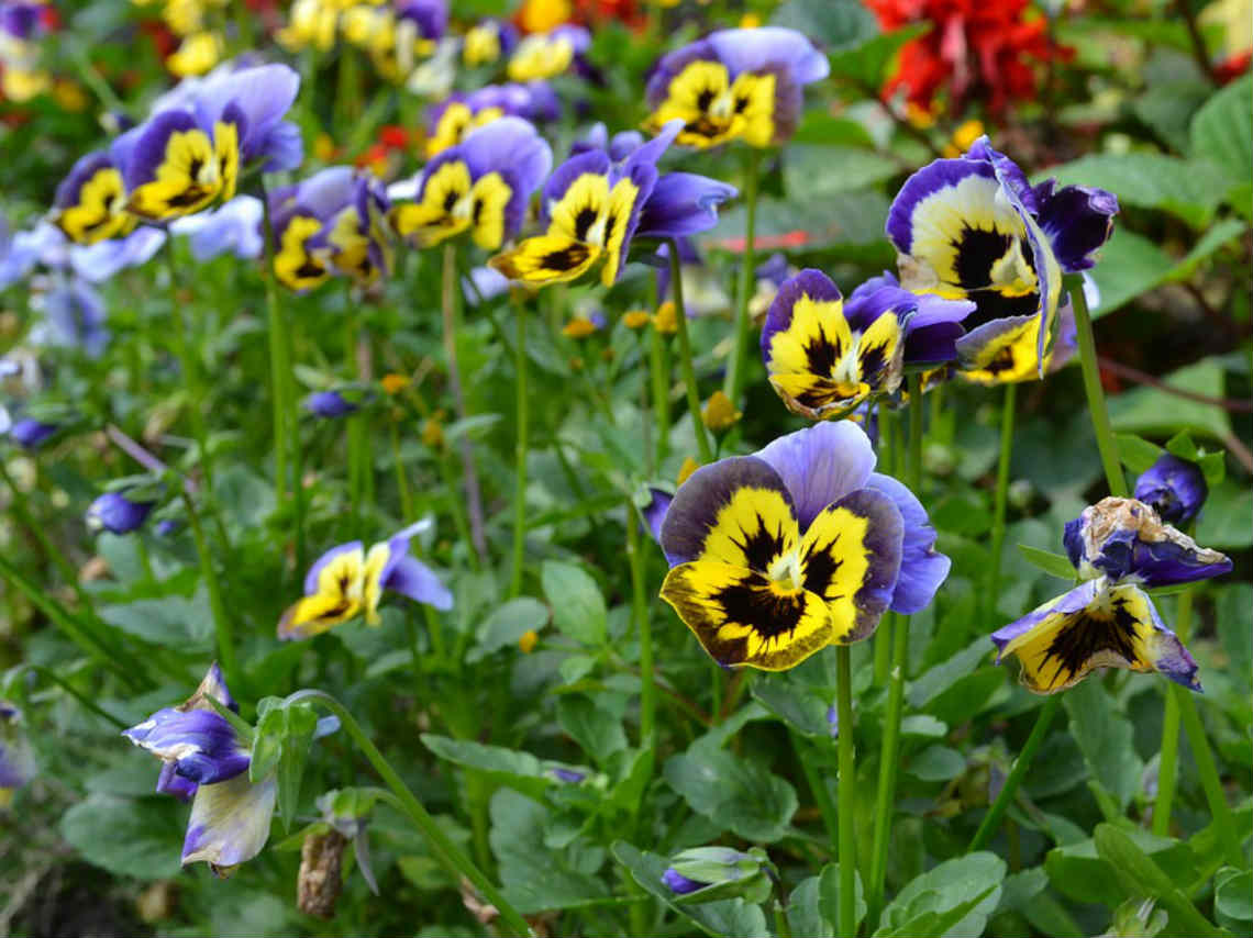 1er Festival de Flores de Primavera exposiciones y venta