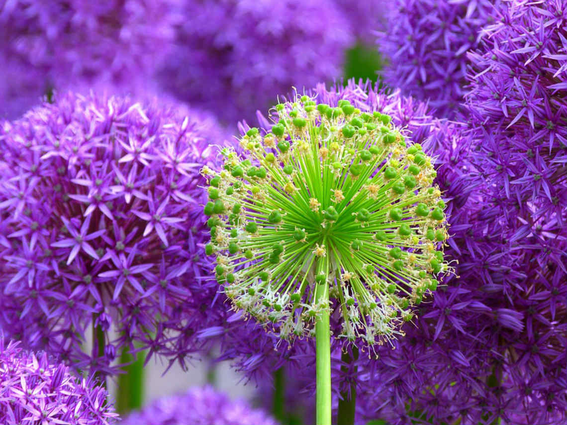 1er Festival de Flores de Primavera variedad de especies