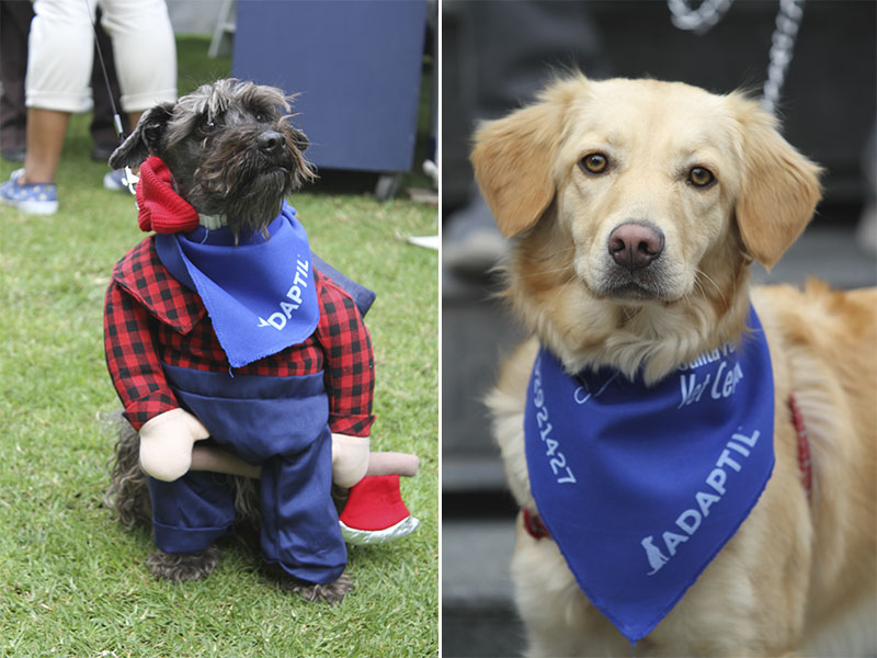 Perritos disfrazados en Dog Lovers.