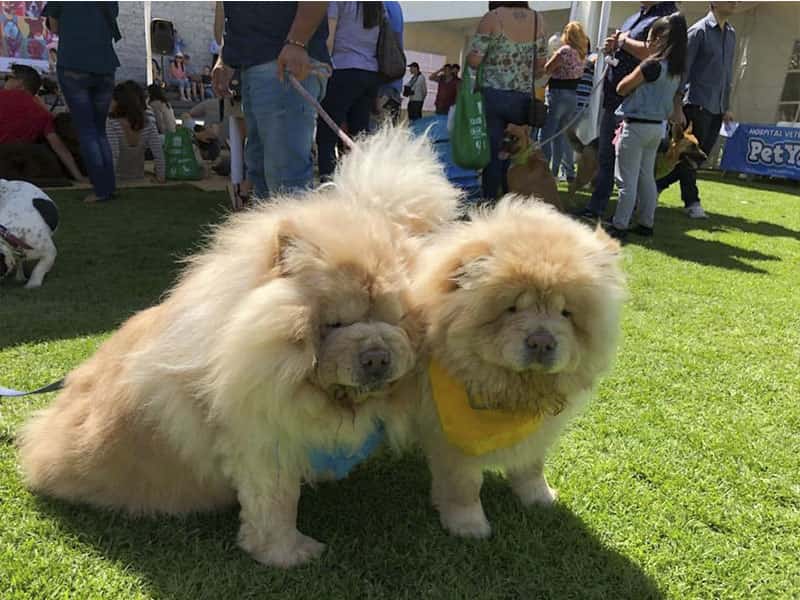 Dog Lovers en Garden Santa Fe.