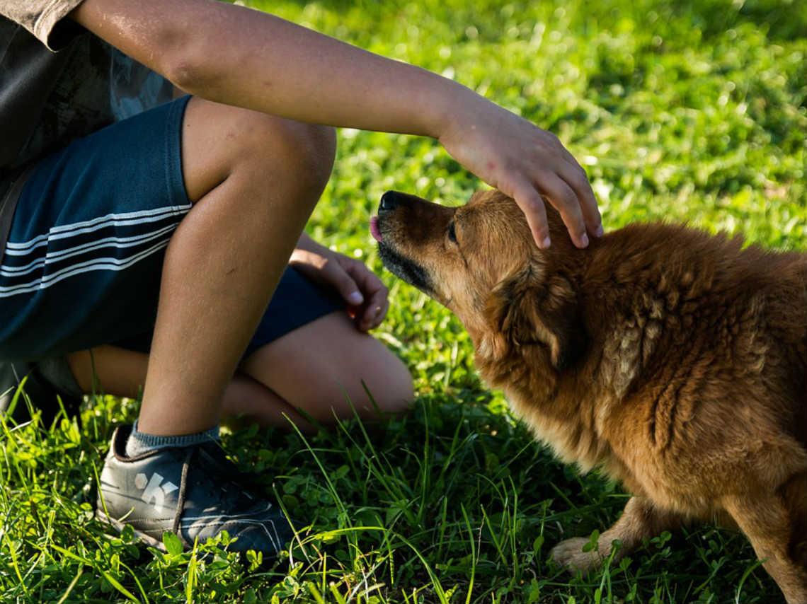 César Millán llega a CDMX entrenamiento de mascotas