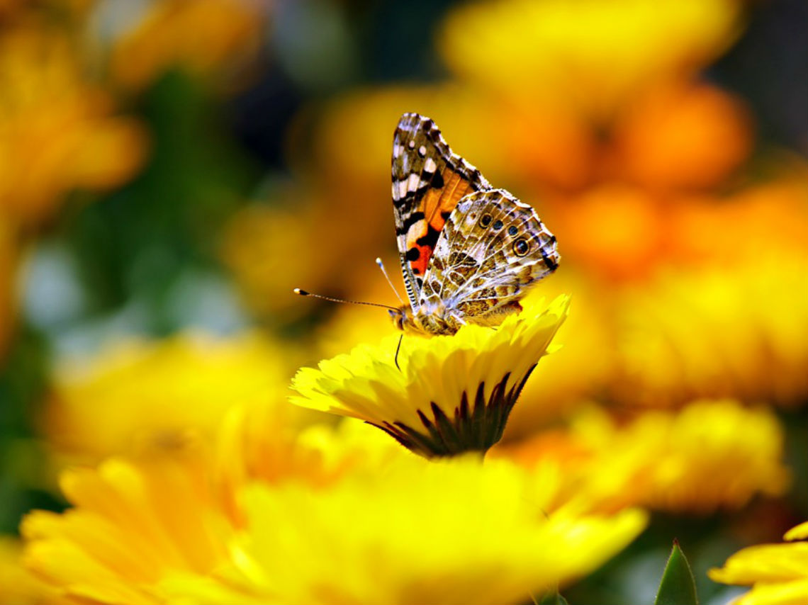 Festival Cultural de la Mariposa Monarca flores