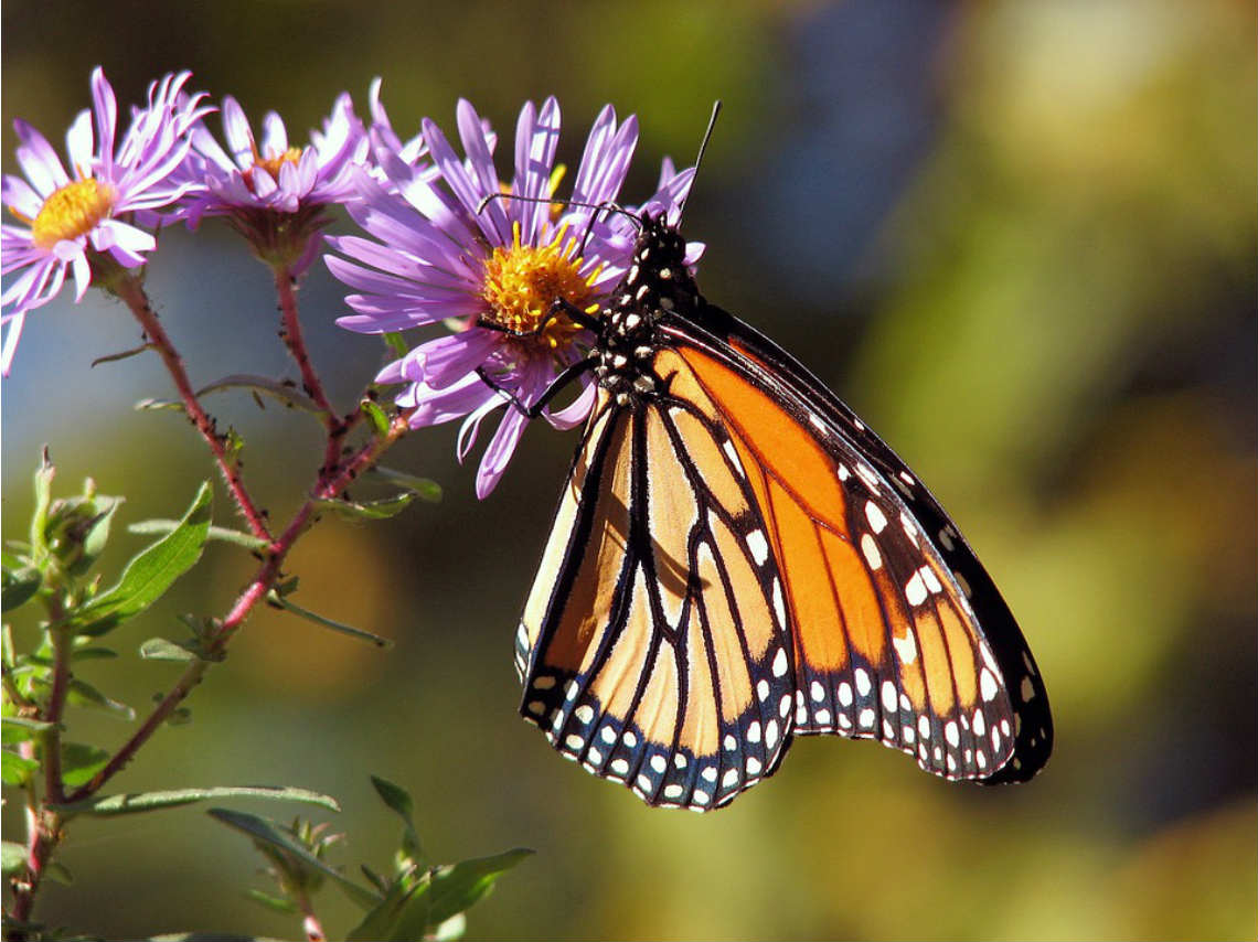 Festival Cultural de la Mariposa Monarca en Michoacán